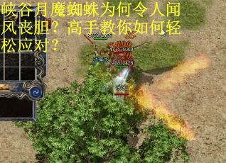 峡谷月魔蜘蛛为何令人闻风丧胆？高手教你如何轻松应对？