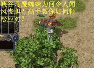 峡谷月魔蜘蛛为何令人闻风丧胆？高手教你如何轻松应对？