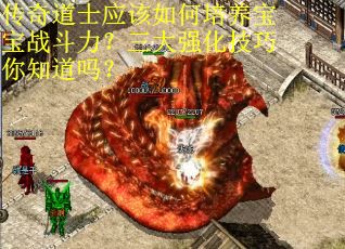 传奇道士应该如何培养宝宝战斗力？三大强化技巧你知道吗？